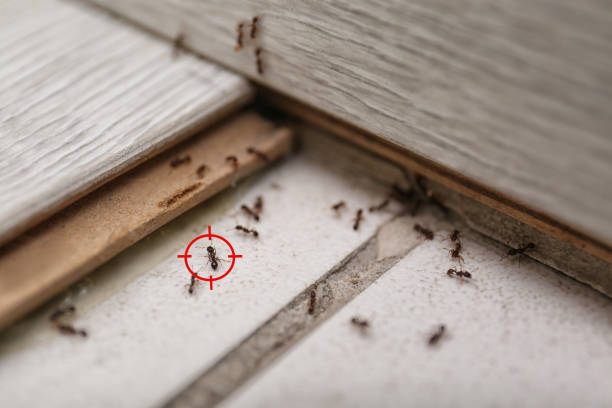 Best Termite Control Services  in New Albany, OH