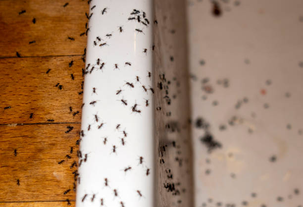 Professional Pest Control in New Albany, OH