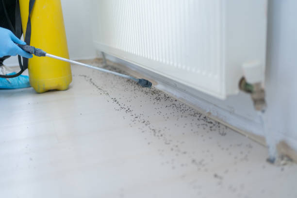 Flea Control Services in New Albany, OH